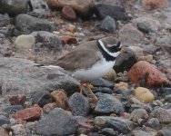 Ringed Plover_Girdle Ness_080324b.jpg