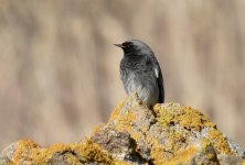 Black Redstart Phoenicurus Ochruros Eressos 10-03-24 cc Steve Bird.jpg