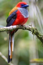 DSC_0395 WHITEHEAD'S TROGON.jpg