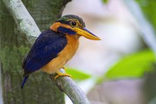 DSC_0285 RUFOUS-COLLARED KINGFISHER.jpg