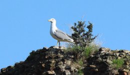 IMG_4447a Yellow-legged Gull 10 Oct 2016 Rome.jpg