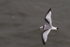 Black Legged Kittiwake 1.jpg