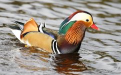 Mandarin duck 6.jpg