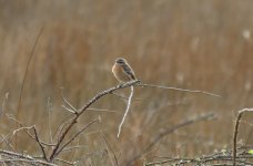 Stonechat_female.jpg