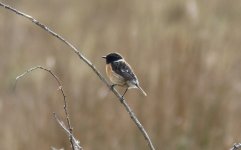 Stonechat_male.jpg