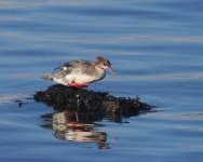 RB Merganser_Girdle Ness_160324a.jpg