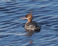 RB Merganser_Girdle Ness_160324d.jpg