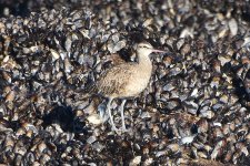 Whimbrel 2024-03-15 b.JPG