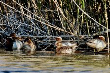 Garganey Anas querquedula,Psaropotamos River, Skala Eressos  18-03-24 cc Steve Bird.jpg