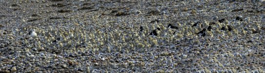 20240319 - Snoozing waders at Fort George copy.jpg