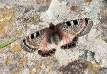 False apollo butterfly Eressos 19-03-24 cc Steve Bird.jpg