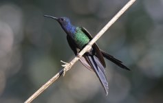 Swallow-tailed Hummingbird 001.jpg