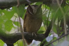 BF White-fronted Scops Owl 001.jpg