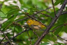 2Japanese White Eye.jpeg