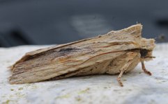 Pale Pinion 004.jpg