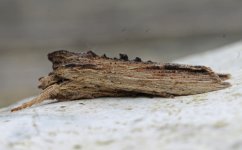 Tawny Pinion 003.jpg