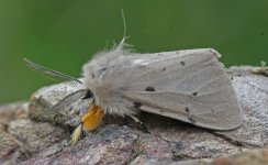 Muslin Moth 001.jpg