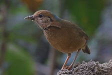 09 Blue-naped Pitta.jpg