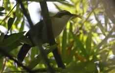 11 Red-billed Scimitar-babbler.jpg