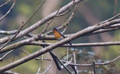 13 Mugimaki Flycatcher.jpg