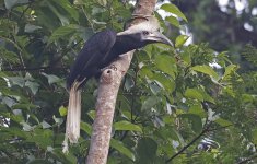 17 White-crowned Hornbill.jpg