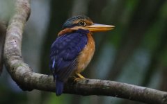 18 Rufous-collared Kingfisher.jpg