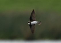 Sand Martin Tweet.jpg