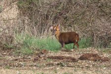 20240320 (6)_Muntjac.JPG