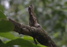 Long-tailed Potoo A.jpg