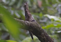 Long-tailed Potoo B.jpg