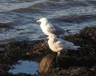 Iceland Gull_Girdle Ness_220324a.jpg