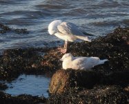 Iceland Gull_Girdle Ness_220324b.jpg