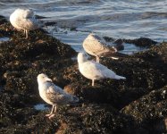 Iceland Gull_Girdle Ness_220324c.jpg