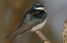 40 Tree Swallow 008.jpg