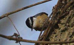 45 Red-breasted Nuthatch 010.jpg