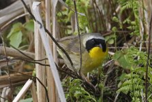 66 Common Yellowthroat 006.jpg