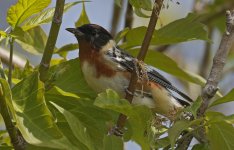 71 Bay-breasted Warbler 009.jpg