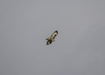 20240322 - Buzzard at Backwater .jpg