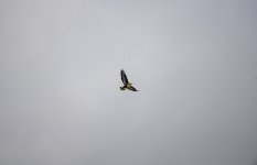 20240322 - Buzzard showing its colours at Backwater.jpg