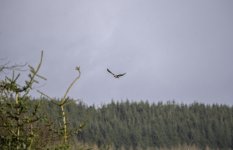 20240322 - Buzzard at Backwater.jpg