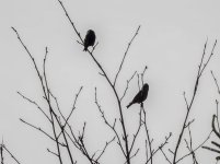 20240322 - Crossbill females on a branch.jpg