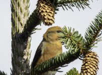 20240322 - Crossbill male closeup.jpg