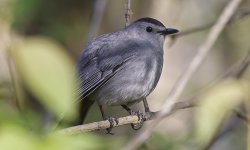 45 Grey Catbird 004.jpg