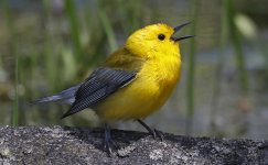 67 Prothonotary Warbler 010.jpg