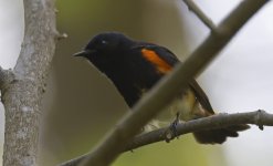 72 American Redstart 010.jpg