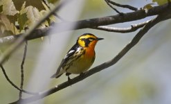 77 Blackburnian Warbler 008.jpg