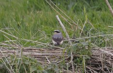 Wheatear 001.jpg