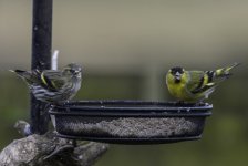 20240325- Siskin pair on the feeder.jpg