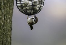 20240325 - Tree Sparrow dangling and watching.jpg