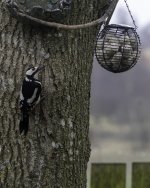 20240325 - Mama pecker with lunch plans.jpg